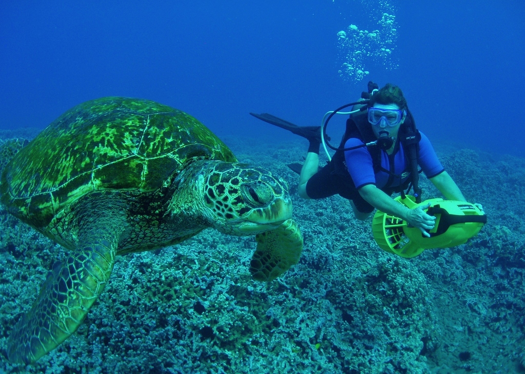 Scuba Diving With Caretta Carettas